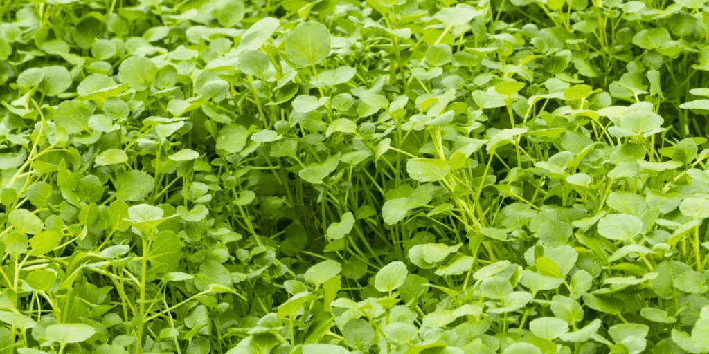 Fresh green hydroponic crops growing in a controlled indoor system.