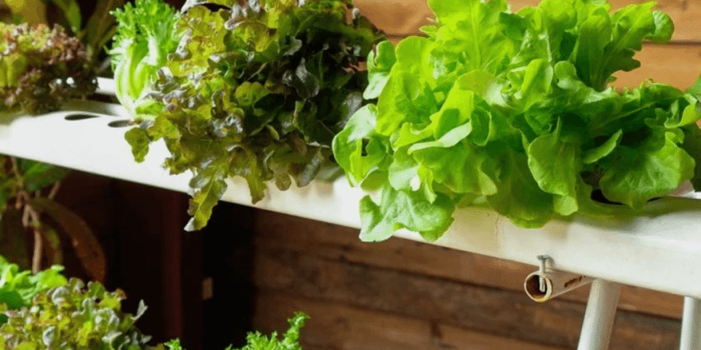 Close-up of healthy hydroponic lettuce growing in an indoor system, showing fresh green leaves and vibrant texture.