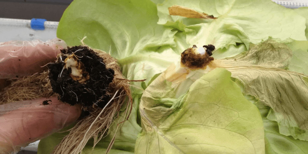 Pythium root rot in hydroponic plants.