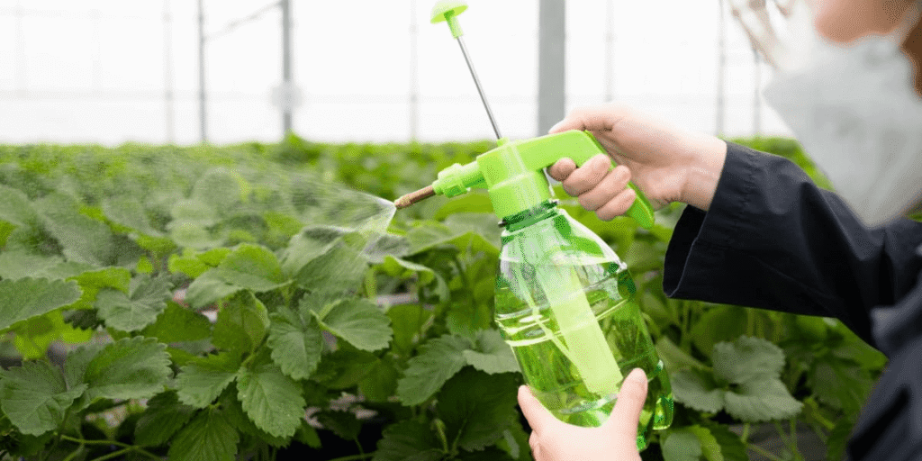 Spraying nutrient solution to prevent microbial growth in hydroponics.