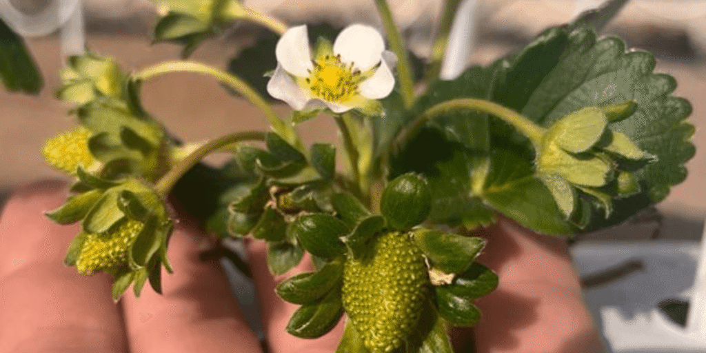 Young hydroponic seedlings beginning to flower in a controlled indoor system, showing healthy plant growth stages.