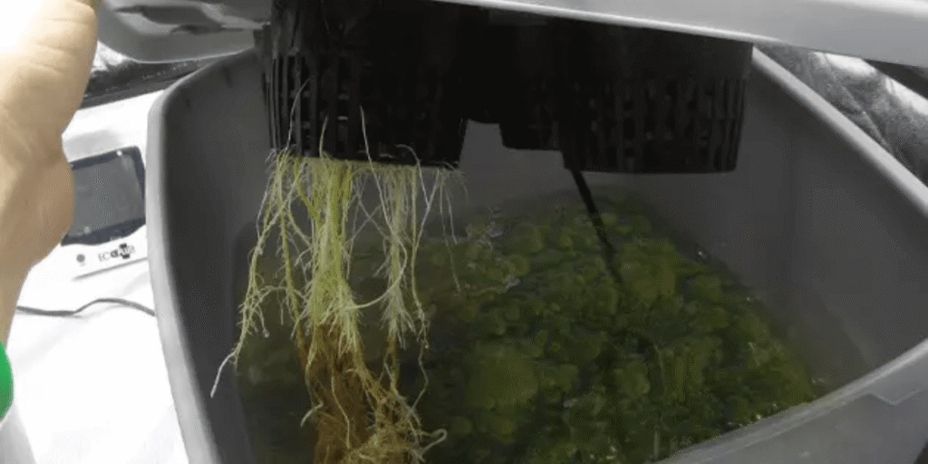 Cleaning and restoring a hydroponic system to remove algae buildup and improve plant growth conditions.