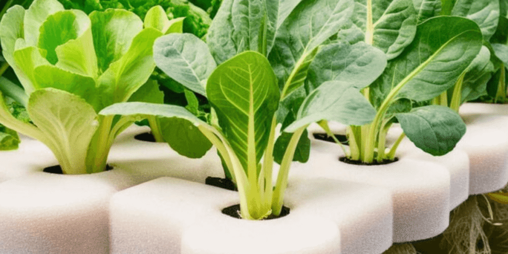 Hydroponic vegetables growing in sponge, showing efficient indoor soilless cultivation.