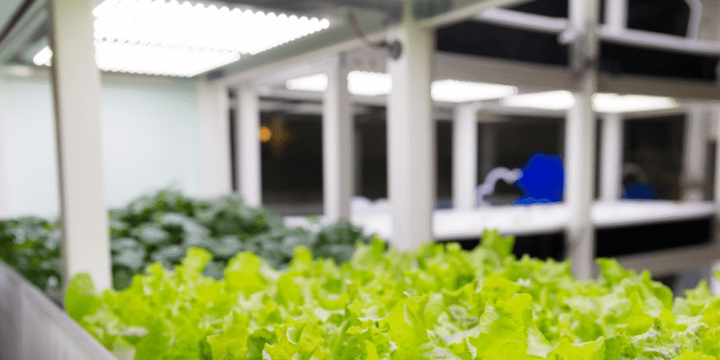 Airflow and humidity problems in hydroponics.