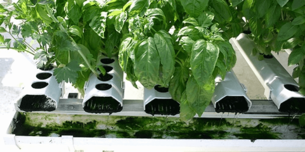 Algae growth problem in hydroponics.