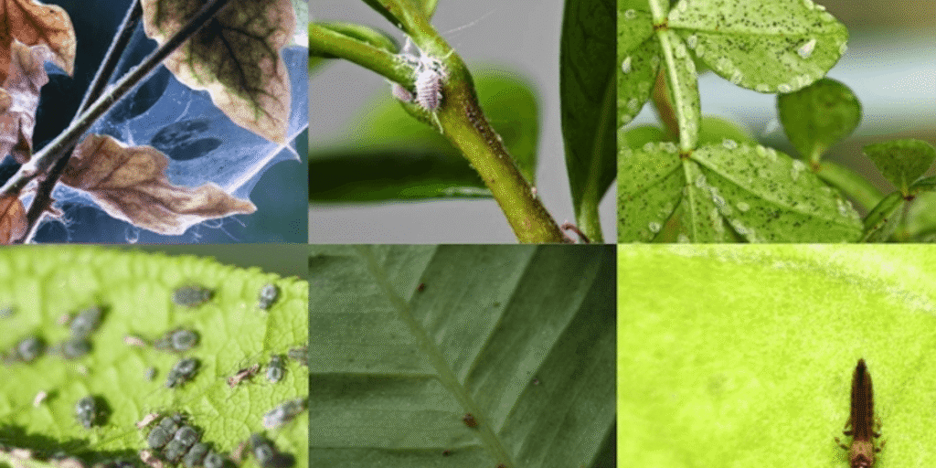 Pests and insects in hydroponic gardens.