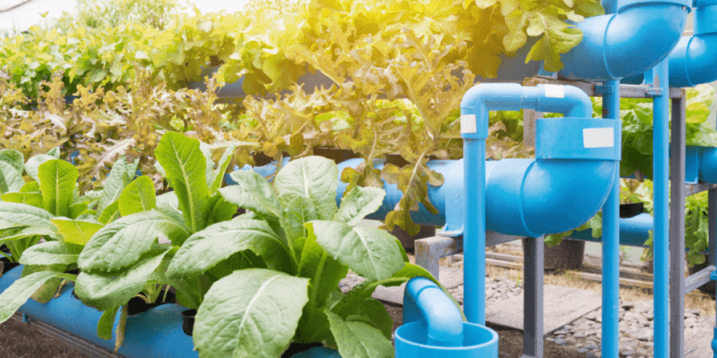 Simple preventive habits to avoid common hydroponic issues.