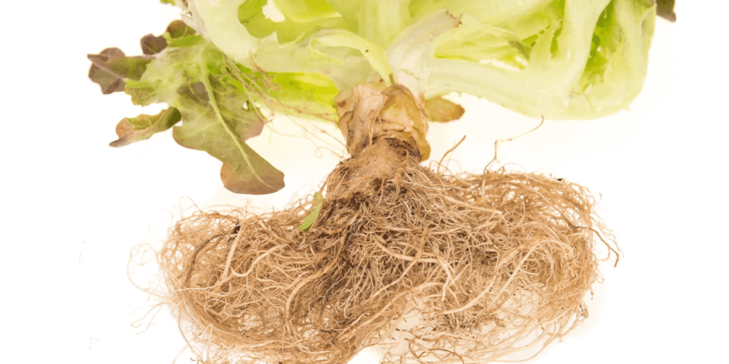 Root rot and poor root health in hydroponic systems.