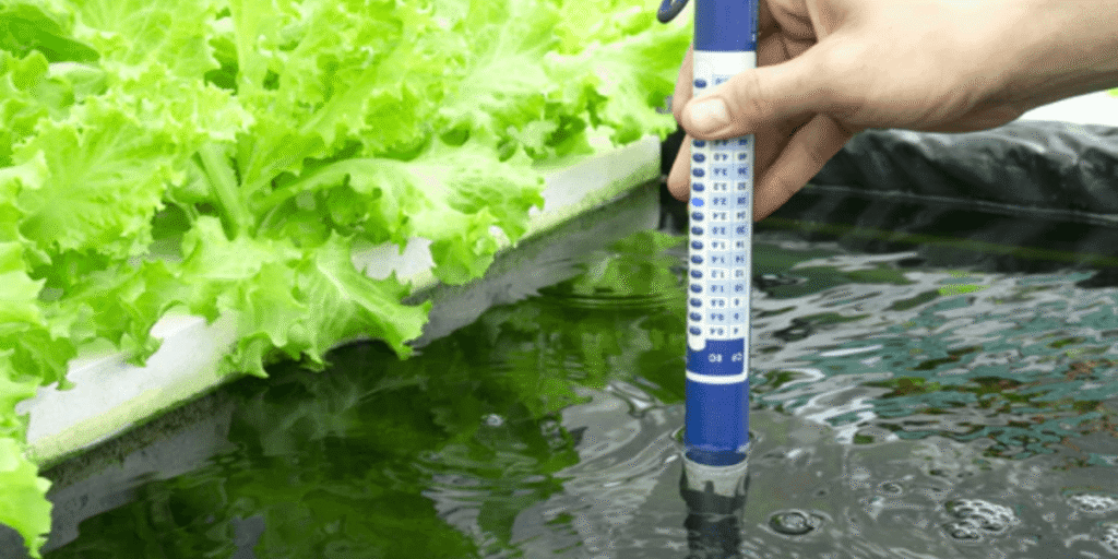Water temperature stress: a common hydroponic issue.