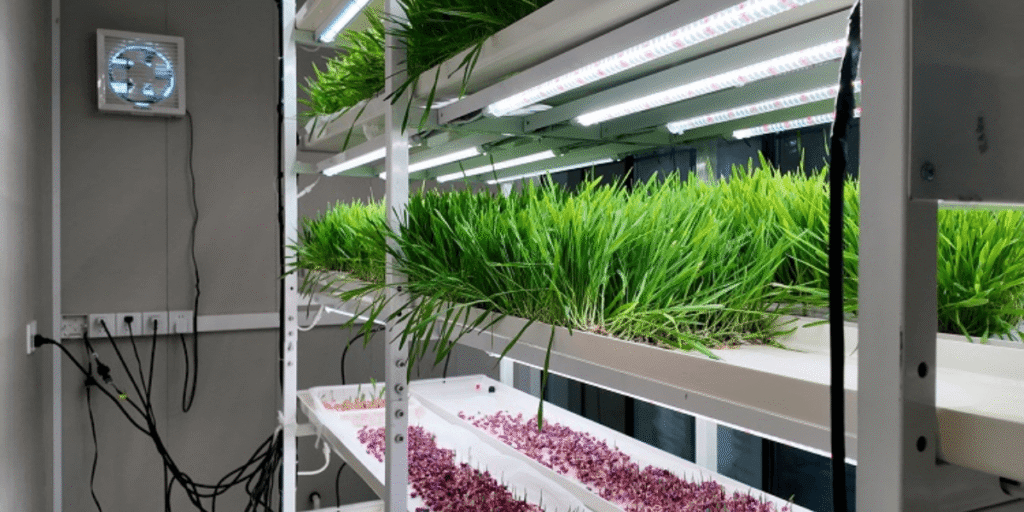 Indoor hydroponic garden with various growing plants.