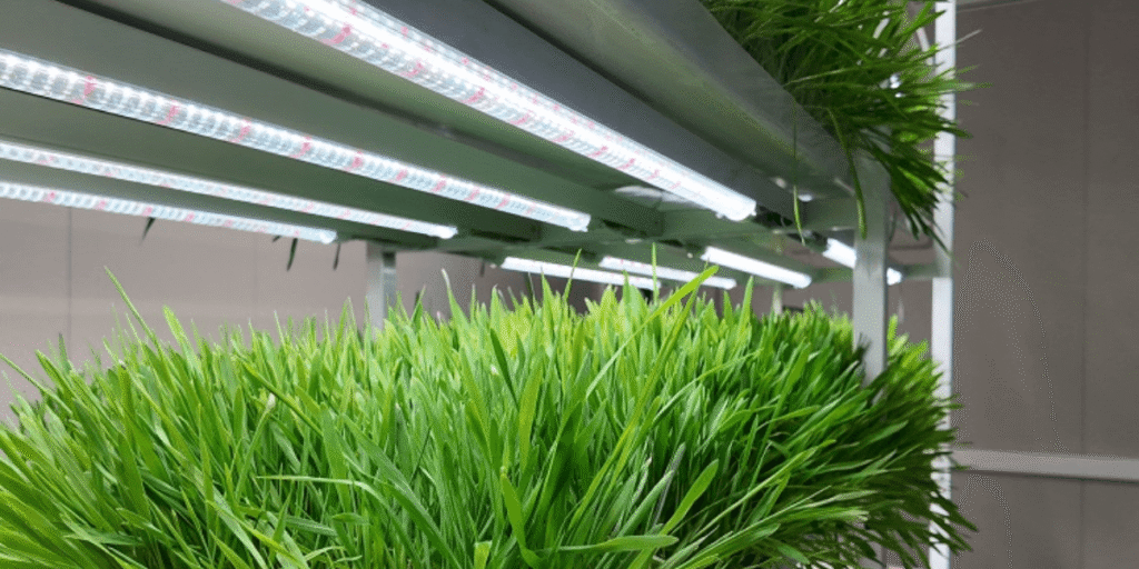 Indoor hydroponic crops growing under vertical LED grow lights, demonstrating hydroponic system maintenance and plant care.