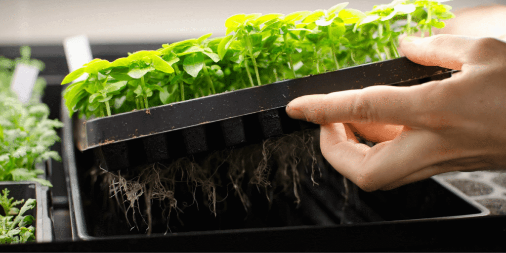 Hydroponic plants cultivated manually with careful care and nutrient management.