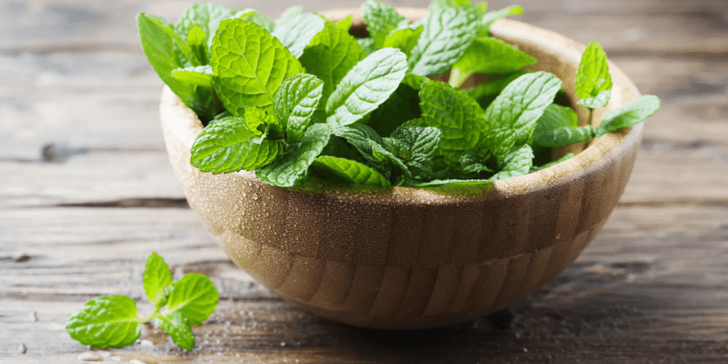 Hydroponic mint with growing and maintenance guidelines for healthy plants.
