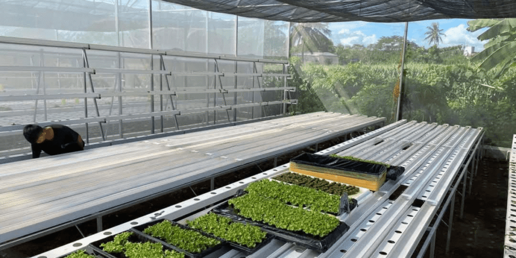 Hydroponic NFT greenhouse showing preventive measures to reduce waterborne diseases in the system.