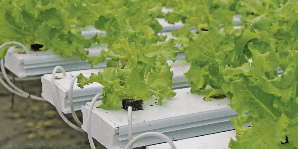 Healthy plants growing in a commercial NFT hydroponic farm with clean nutrient channels and optimal conditions.