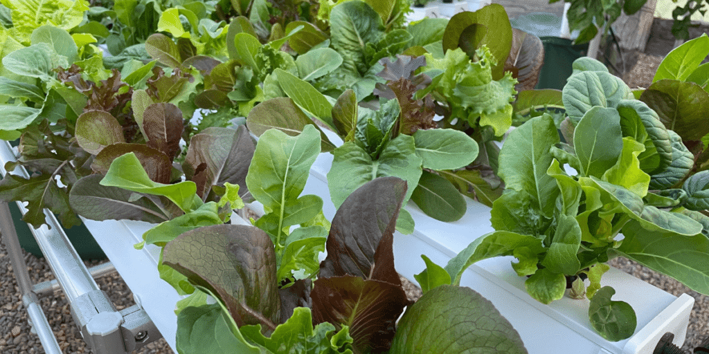 Fresh lettuce growing in an NFT hydroponic system under indoor grow lights, showcasing healthy hydroponic vegetables in a controlled environment.