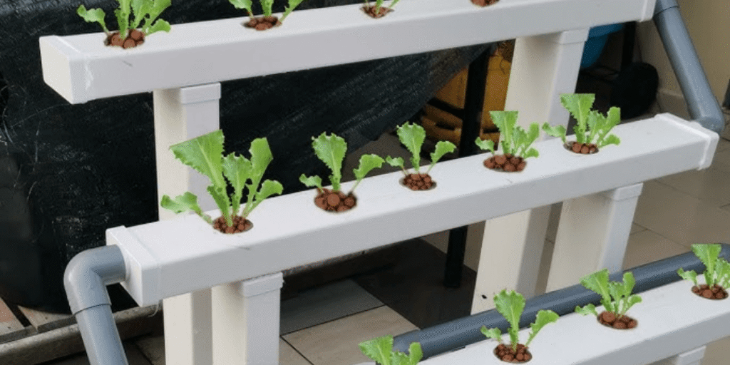 NFT hydroponic pipes growing with LECA.