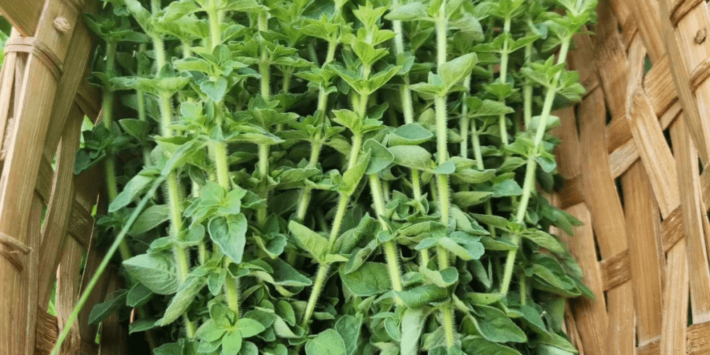 Fresh hydroponic oregano with tips for healthy growth.