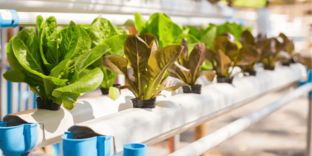 Outdoor NFT hydroponic pipes growing setup.