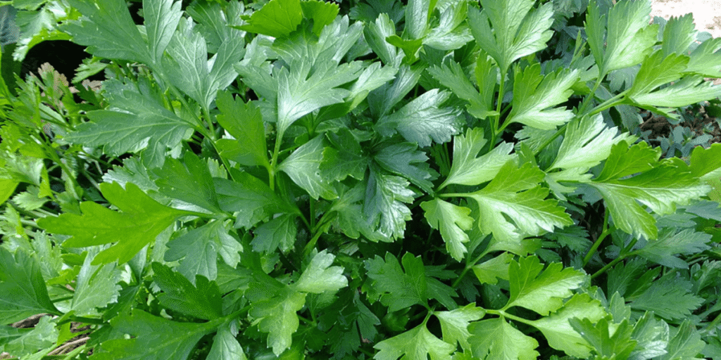 Hydroponic parsley with effective care tips for healthy growth.