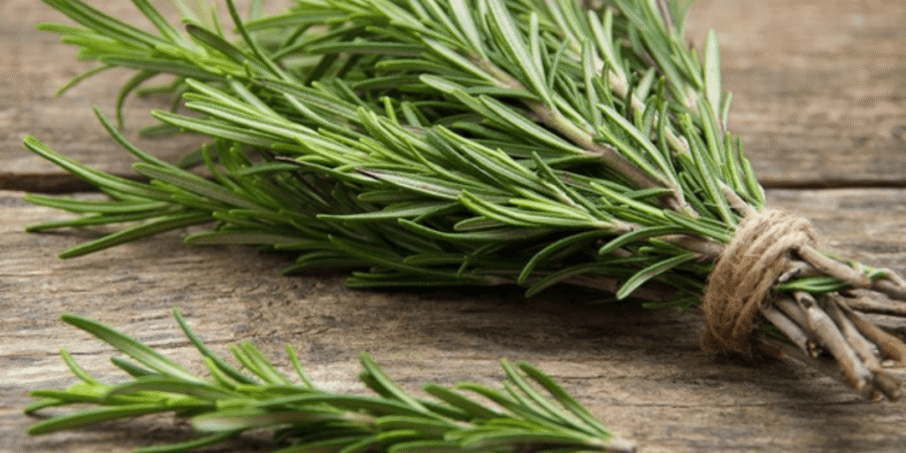 Indoor hydroponic rosemary thriving with proper growing techniques.