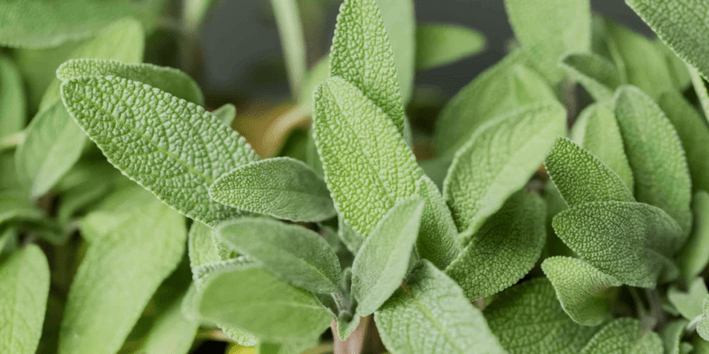 Hydroponic sage with tips for maintaining healthy and productive plants.