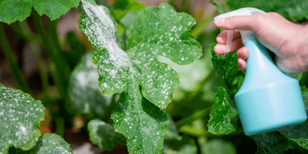 Hydroponic gardener spraying plants to remove algae and maintain a clean nutrient solution.