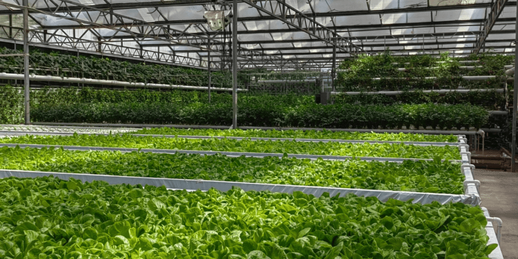 Sustainable indoor hydroponic garden growing fresh vegetables using eco-friendly and water-efficient practices.