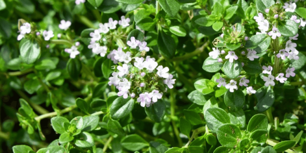 Fresh thyme grown in hydroponics with best cultivation practices.