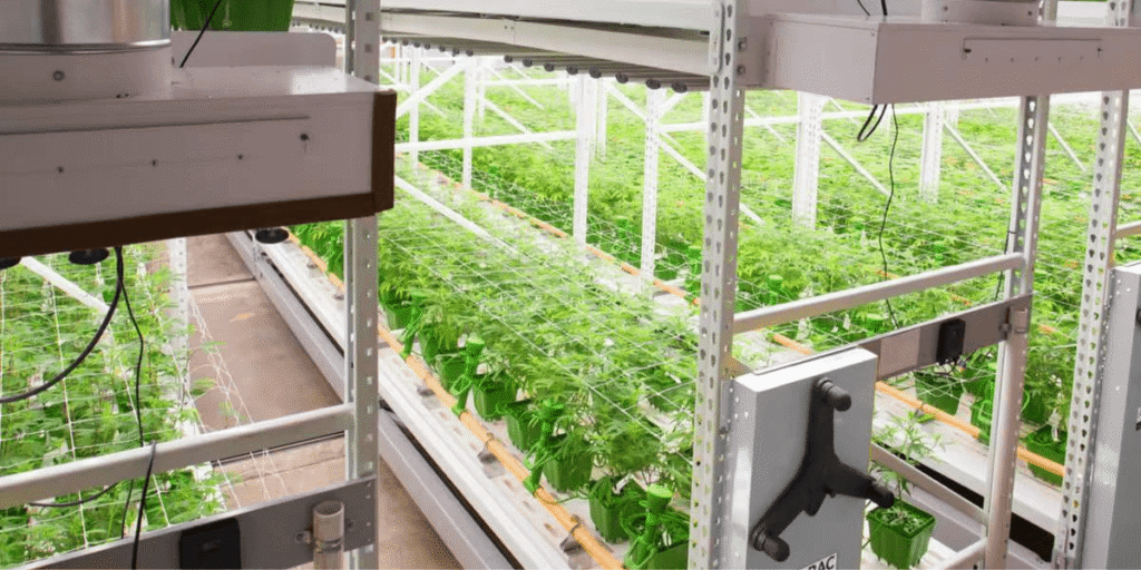 Vertical hydroponic tower growing plants efficiently in a compact space.