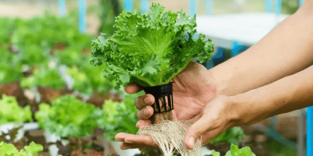 Different crops have specific water quality ranges in hydroponics for optimal growth and nutrient uptake.