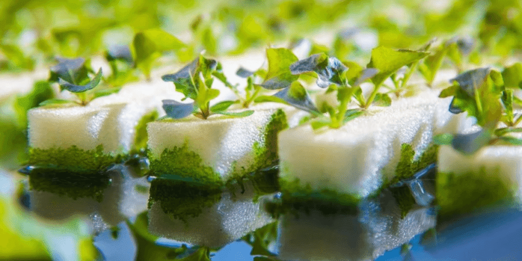 Control harmful microbes and algae in hydroponic systems to maintain healthy water quality in hydroponic gardens.