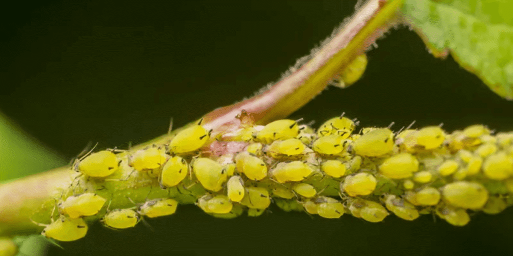 Identifying common hydroponic pests such as aphids, spider mites, and thrips.