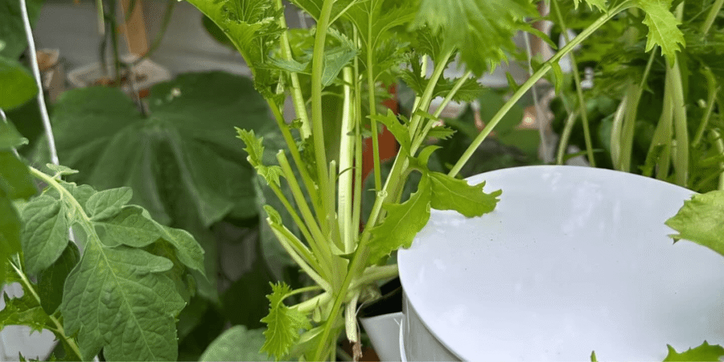 Maintaining pH in hydroponics as the key to healthy plant nutrient absorption and root health.