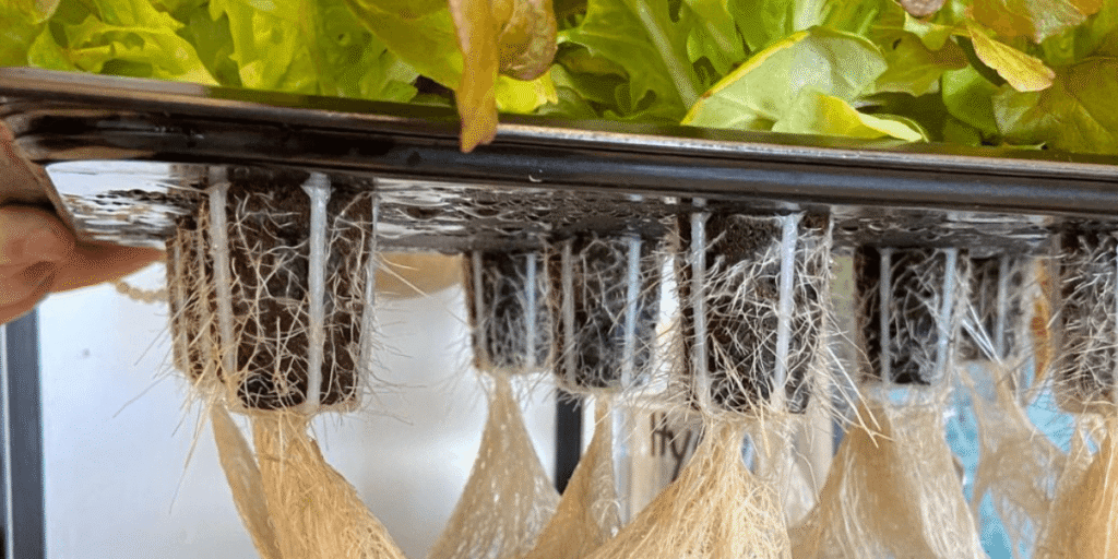 Water quality considerations for organic hydroponic gardens using natural nutrient solutions.