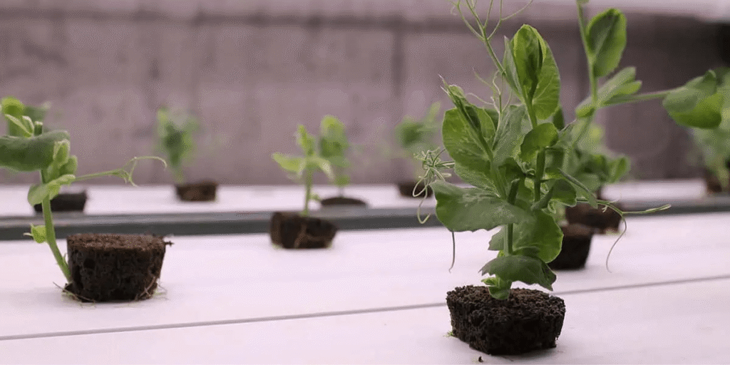 How to prevent pests in hydroponic systems for healthier plants.