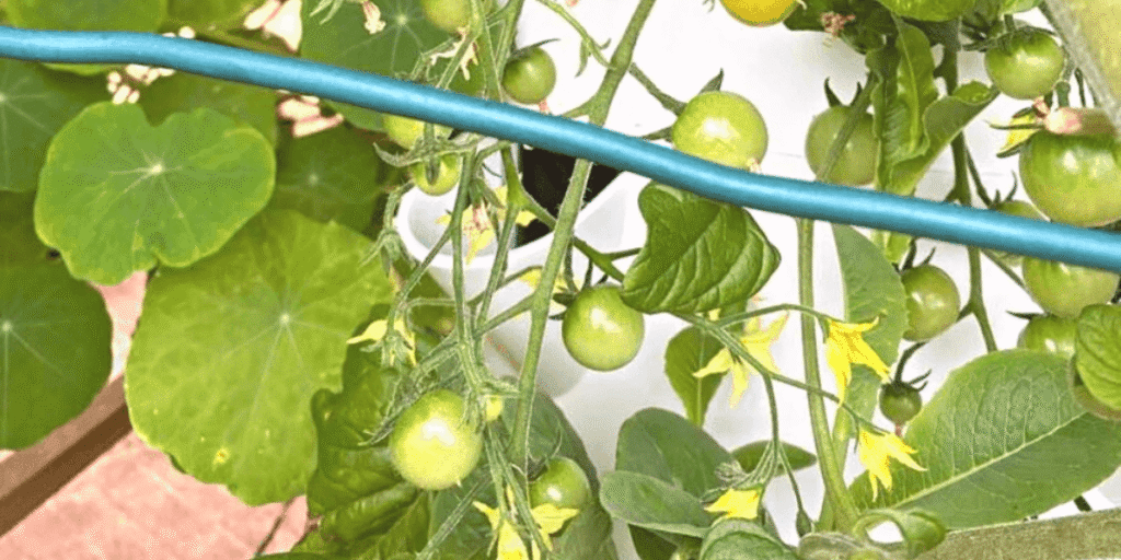 pH and EC levels in hydroponics affecting plant growth with healthy roots and vibrant leaves.