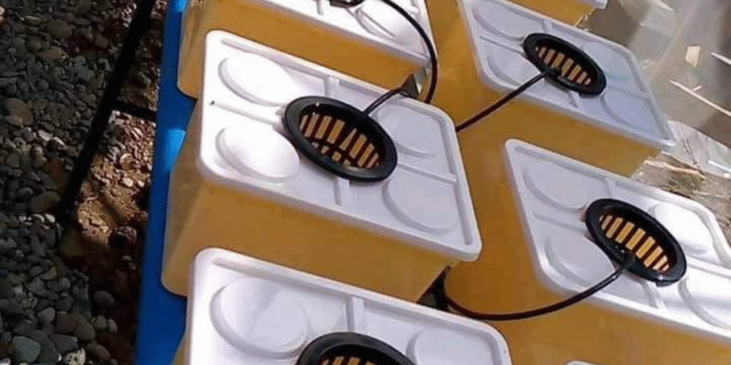 Neatly arranged Dutch Bucket Hydroponics setup, illustrating an organized and efficient system for growing tomatoes and other crops.