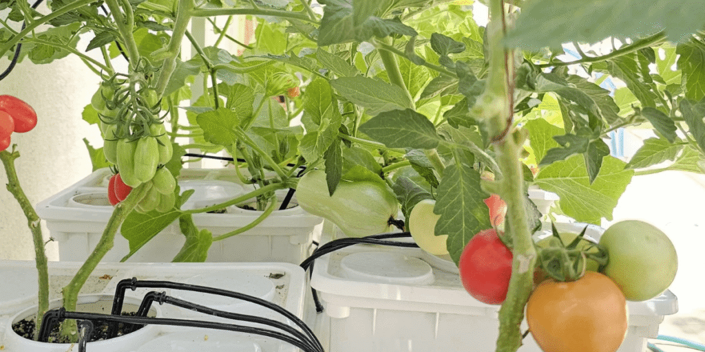 Tomatoes growing in a Dutch Bucket Hydroponics system, healthy plants thriving in a well-maintained hydroponic setup.
