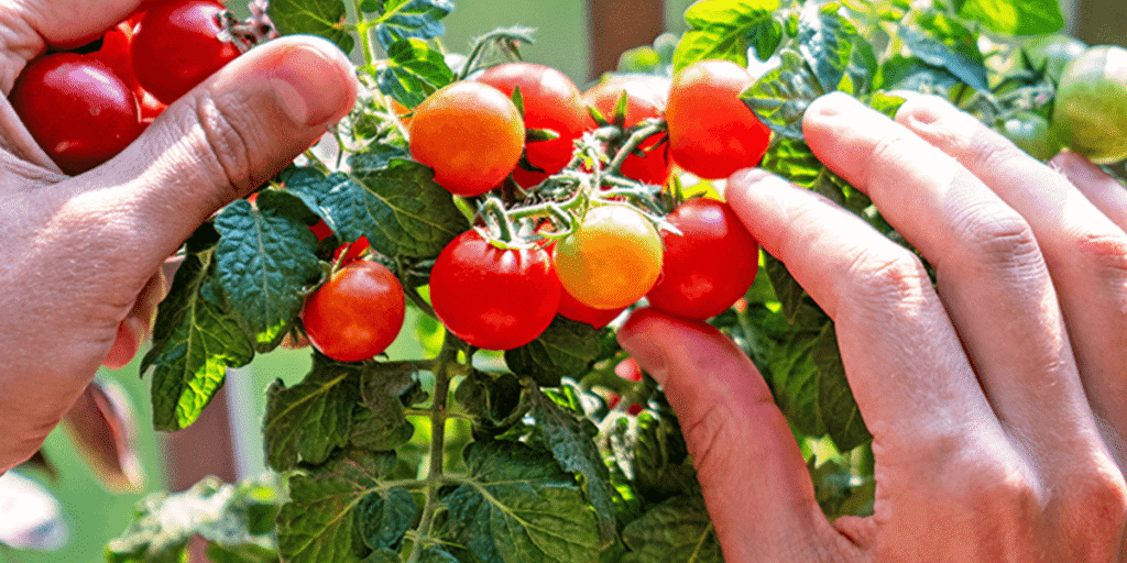 Harvesting fresh hydroponic tomatoes from a Dutch Bucket system, showcasing ripe, juicy fruits ready for picking.