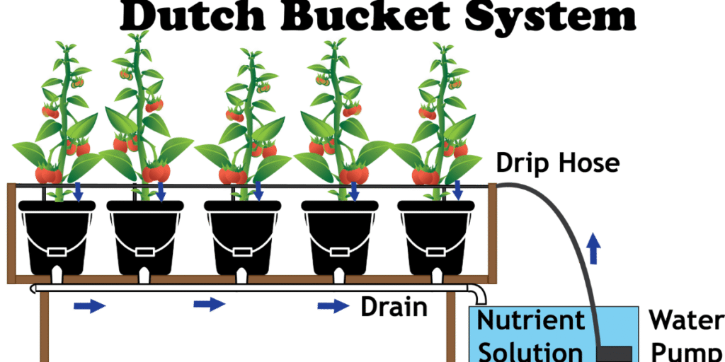 Diagram of a Dutch Bucket hydroponic system showing water flow and plant layout.