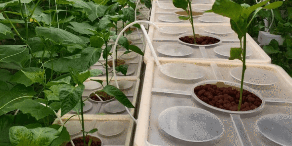 Dutch Bucket hydroponic farm with multiple systems for growing tomatoes and peppers.