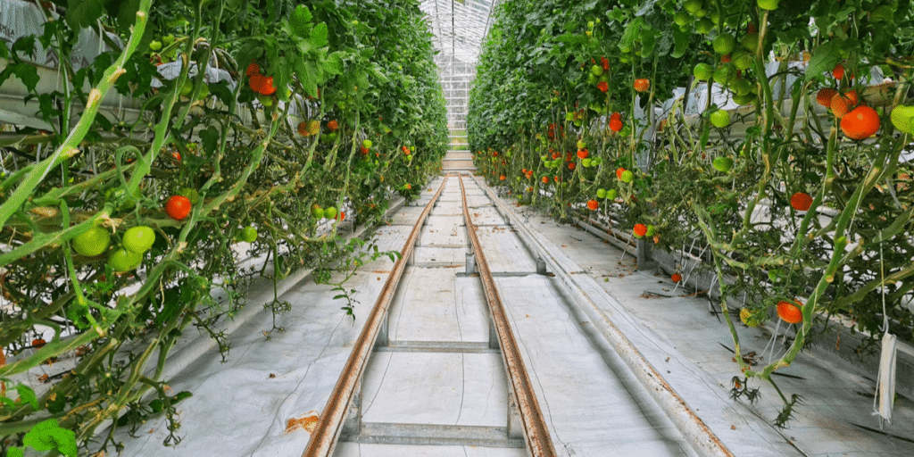 Tomatoes growing in a Dutch bucket hydroponic system in a commercial farm