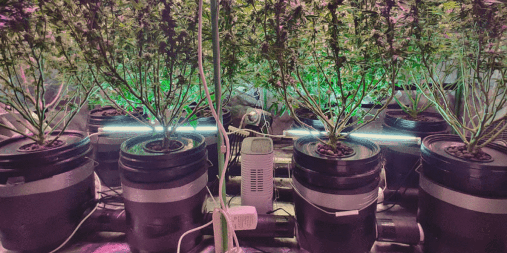 Cannabis plants growing in a DWC hydroponic system with aerated nutrient water