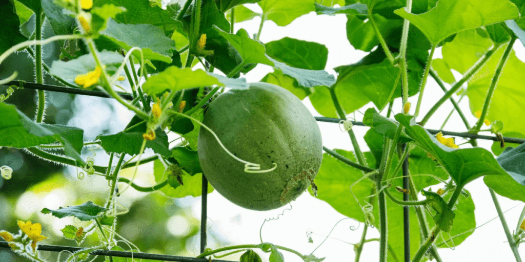 Young pumpkins growing healthily inside the hydroponic greenhouse.