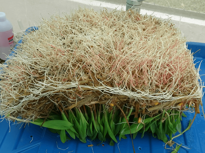 Farmer checking the root health of hydroponic fodder to monitor growth status.