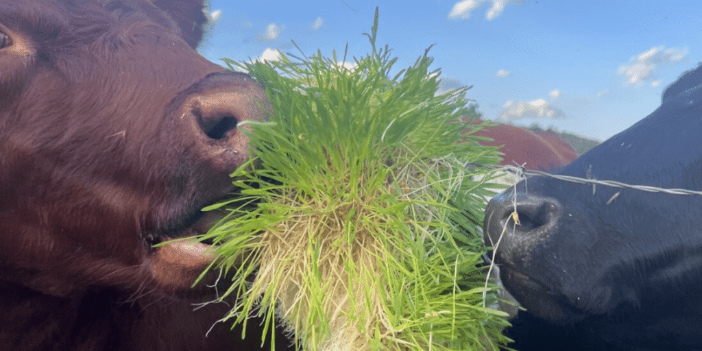 A cow eating fresh hydroponic fodder indoors.