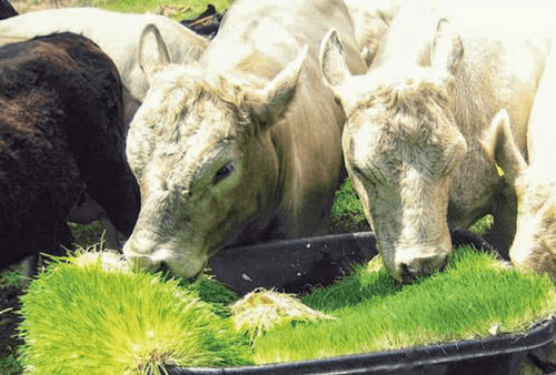 Cows and sheep eating freshly grown fodder on a farm.