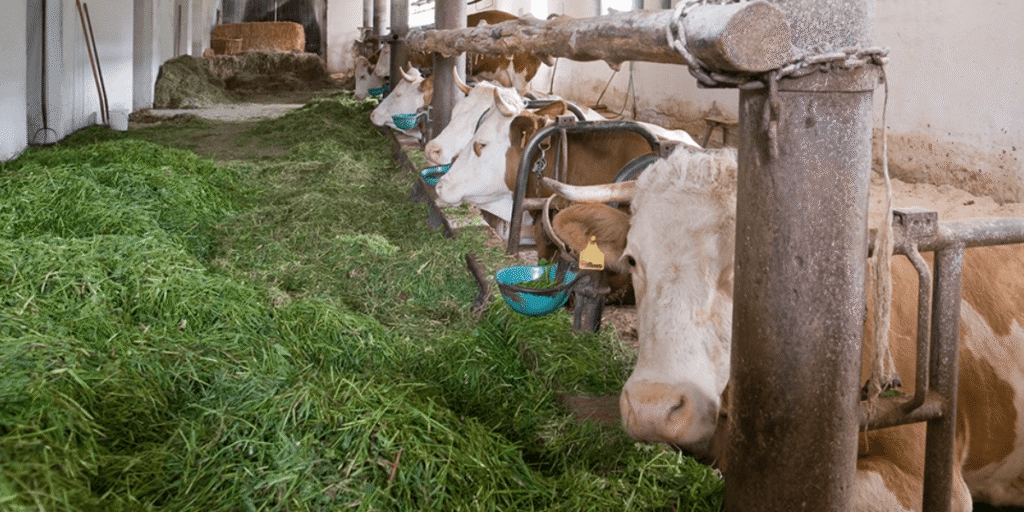 Cows and sheep eating hydroponic fodder inside a controlled indoor facility.