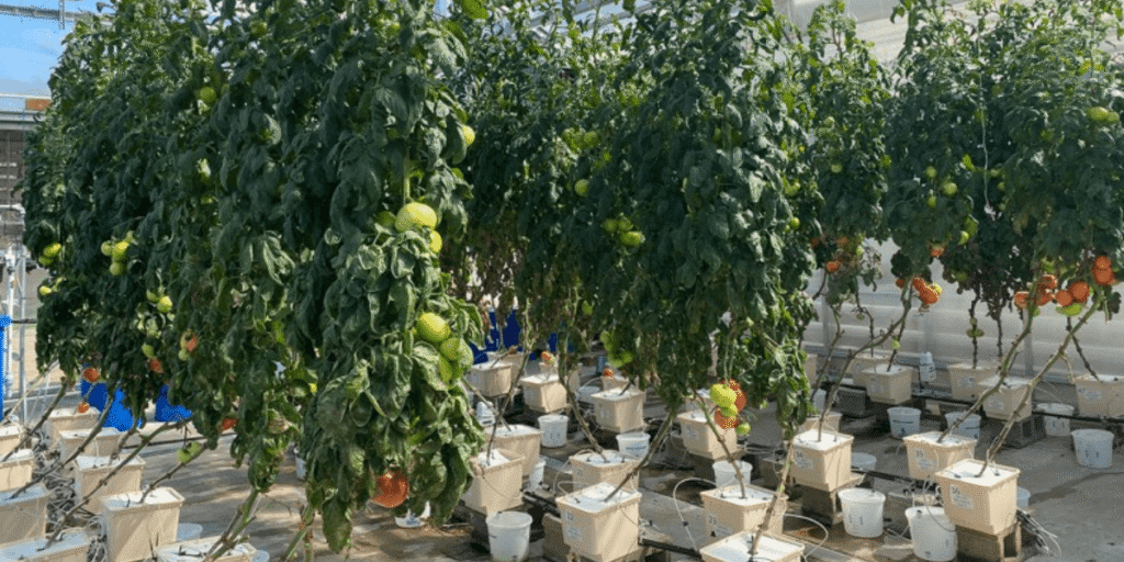 Farm-scale Dutch Bucket tomato growing with multiple buckets in operation.